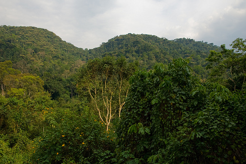 Bwindi Impenetrable National Park